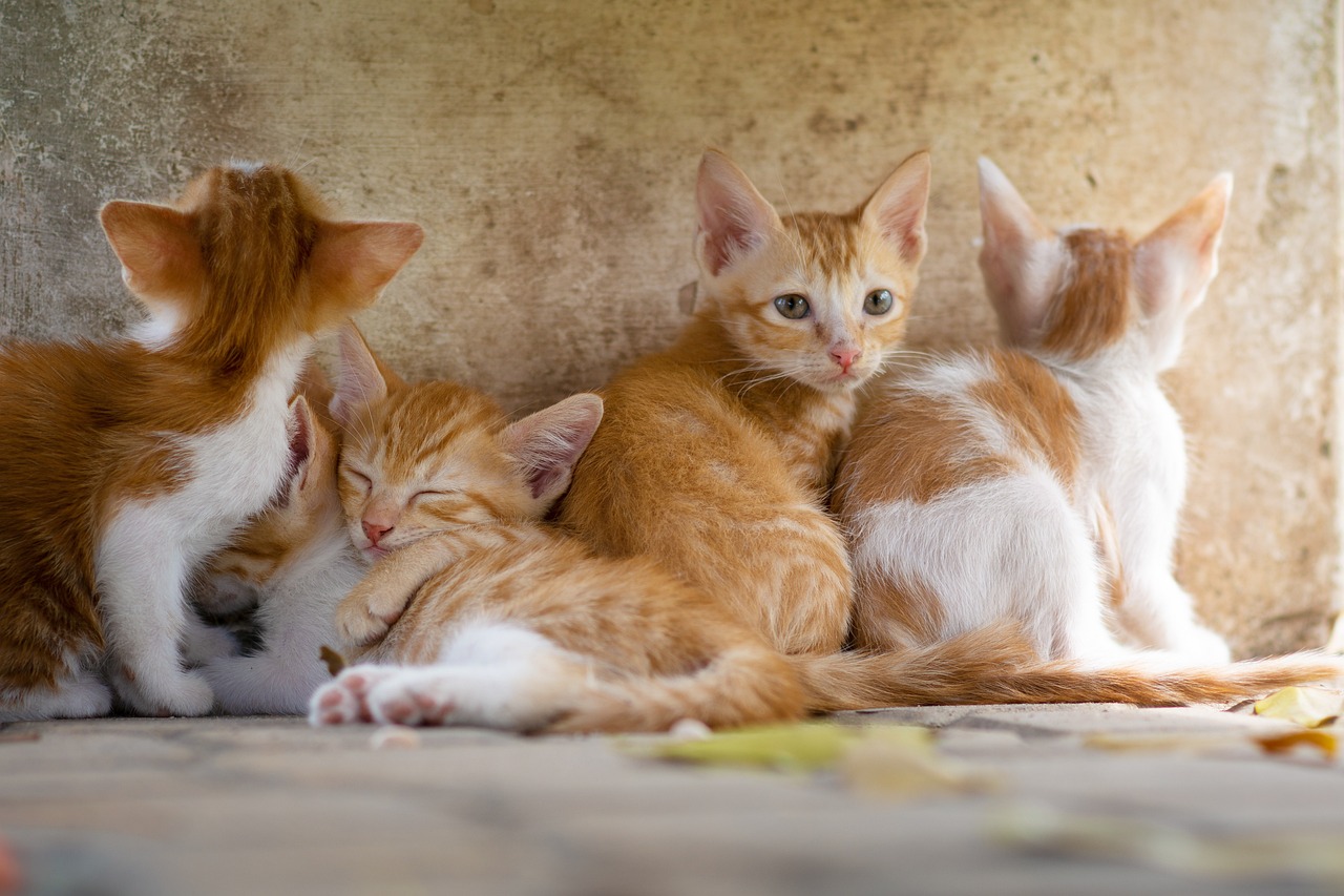 The Benefits of a Multi-species Household for Pet Health